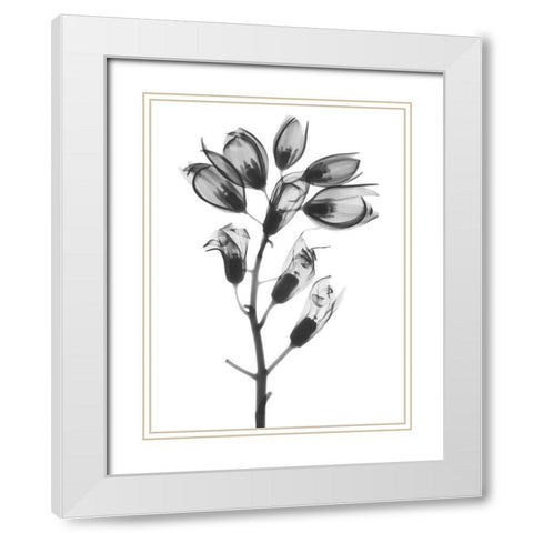 Foxglove White Modern Wood Framed Art Print with Double Matting by Koetsier, Albert