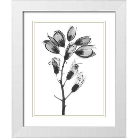 Foxglove White Modern Wood Framed Art Print with Double Matting by Koetsier, Albert