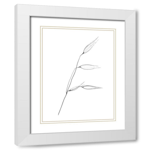 Wheat White Modern Wood Framed Art Print with Double Matting by Koetsier, Albert