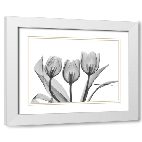 Didiers Tulip White Modern Wood Framed Art Print with Double Matting by Koetsier, Albert