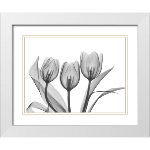 Didiers Tulip White Modern Wood Framed Art Print with Double Matting by Koetsier, Albert