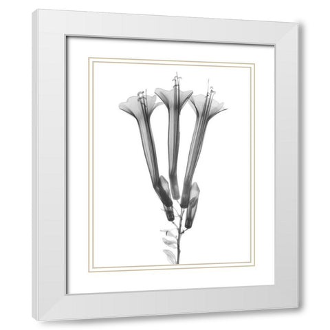 Blooming Trio White Modern Wood Framed Art Print with Double Matting by Koetsier, Albert