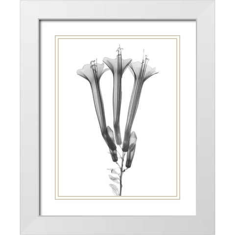 Blooming Trio White Modern Wood Framed Art Print with Double Matting by Koetsier, Albert