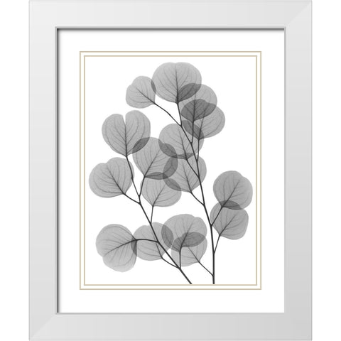 Eucalyptus Bunch White Modern Wood Framed Art Print with Double Matting by Koetsier, Albert