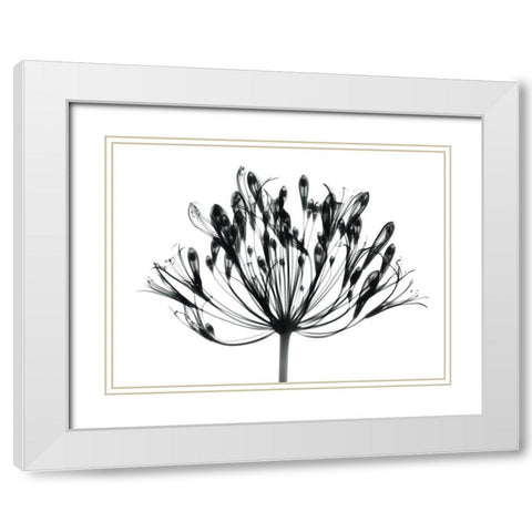 African Lily White Modern Wood Framed Art Print with Double Matting by Koetsier, Albert