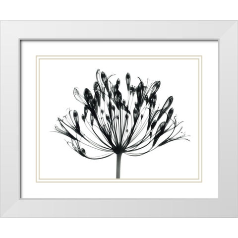 African Lily White Modern Wood Framed Art Print with Double Matting by Koetsier, Albert