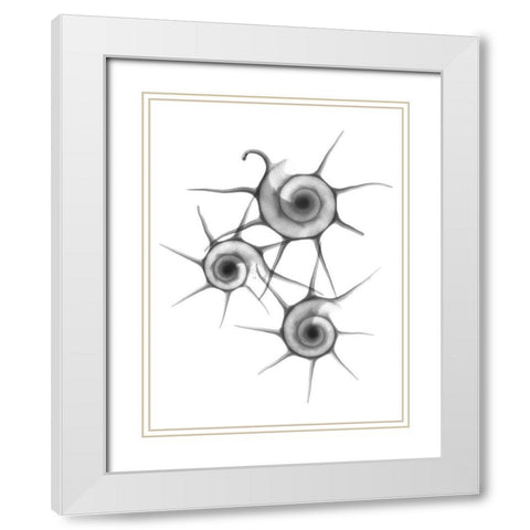 Star Shell  F147 White Modern Wood Framed Art Print with Double Matting by Koetsier, Albert