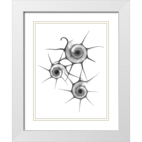 Star Shell  F147 White Modern Wood Framed Art Print with Double Matting by Koetsier, Albert