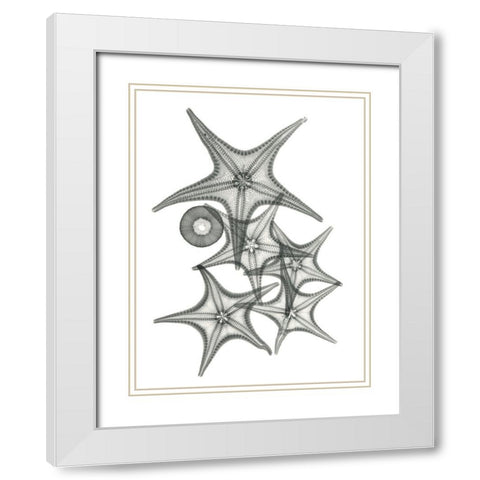 Starfish Bunch F149 White Modern Wood Framed Art Print with Double Matting by Koetsier, Albert