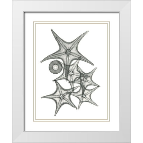 Starfish Bunch F149 White Modern Wood Framed Art Print with Double Matting by Koetsier, Albert