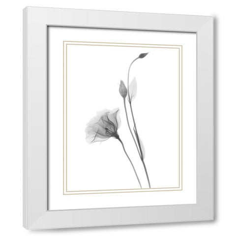 Gentian White Modern Wood Framed Art Print with Double Matting by Koetsier, Albert