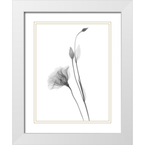 Gentian White Modern Wood Framed Art Print with Double Matting by Koetsier, Albert