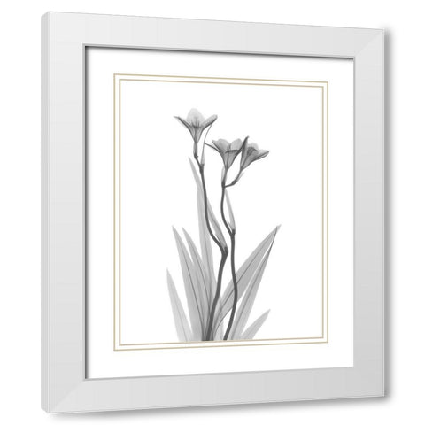 Freesia White Modern Wood Framed Art Print with Double Matting by Koetsier, Albert