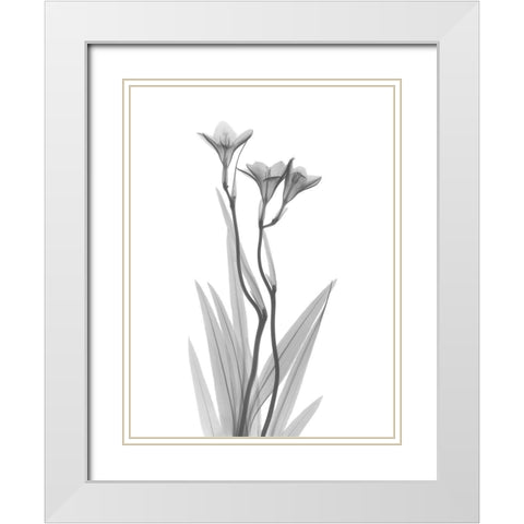 Freesia White Modern Wood Framed Art Print with Double Matting by Koetsier, Albert