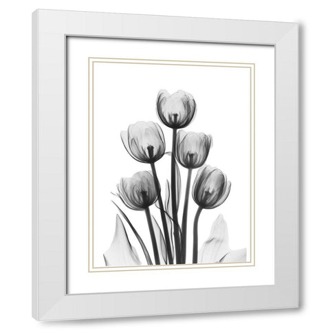 Tulips White Modern Wood Framed Art Print with Double Matting by Koetsier, Albert