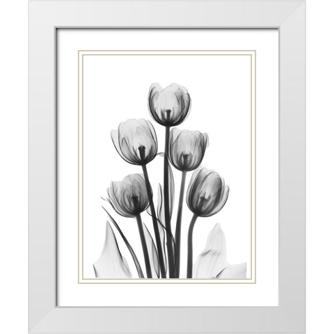 Tulips White Modern Wood Framed Art Print with Double Matting by Koetsier, Albert