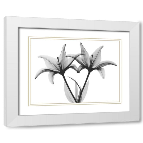 Starburst Lily White Modern Wood Framed Art Print with Double Matting by Koetsier, Albert