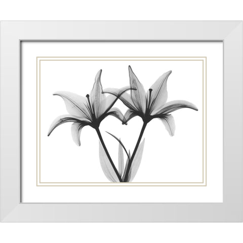 Starburst Lily White Modern Wood Framed Art Print with Double Matting by Koetsier, Albert