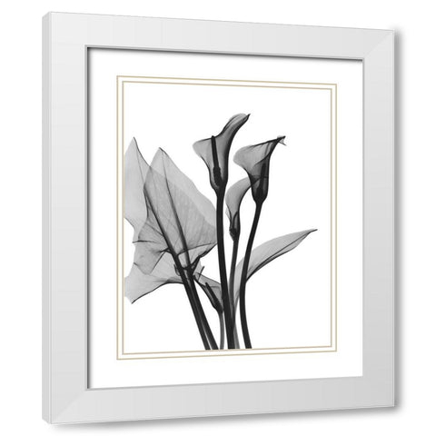 Calla Lilly Trio White Modern Wood Framed Art Print with Double Matting by Koetsier, Albert