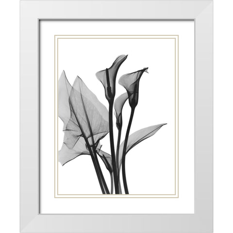 Calla Lilly Trio White Modern Wood Framed Art Print with Double Matting by Koetsier, Albert