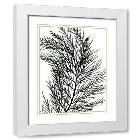 Incense Cedar White Modern Wood Framed Art Print with Double Matting by Koetsier, Albert