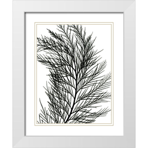 Incense Cedar White Modern Wood Framed Art Print with Double Matting by Koetsier, Albert