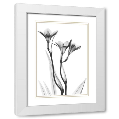 Embracing Tulips White Modern Wood Framed Art Print with Double Matting by Koetsier, Albert