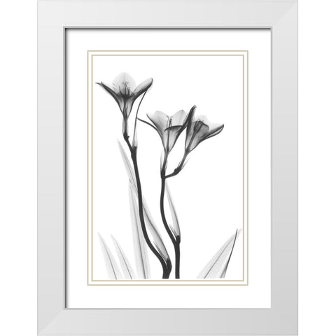 Embracing Tulips White Modern Wood Framed Art Print with Double Matting by Koetsier, Albert