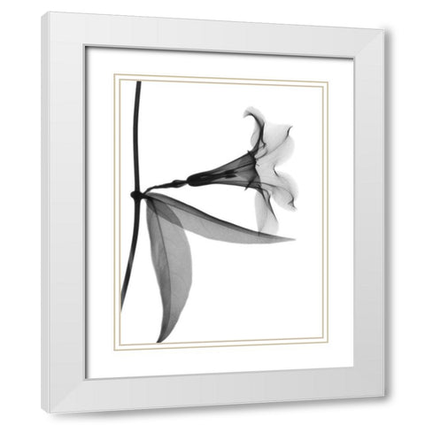 Side Hanging Tulip White Modern Wood Framed Art Print with Double Matting by Koetsier, Albert