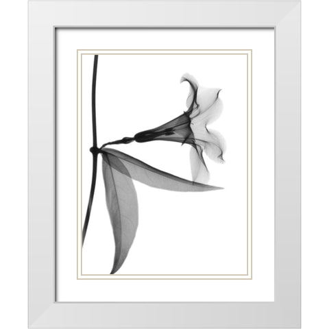 Side Hanging Tulip White Modern Wood Framed Art Print with Double Matting by Koetsier, Albert