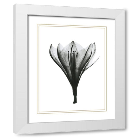 Blooming Nature White Modern Wood Framed Art Print with Double Matting by Koetsier, Albert