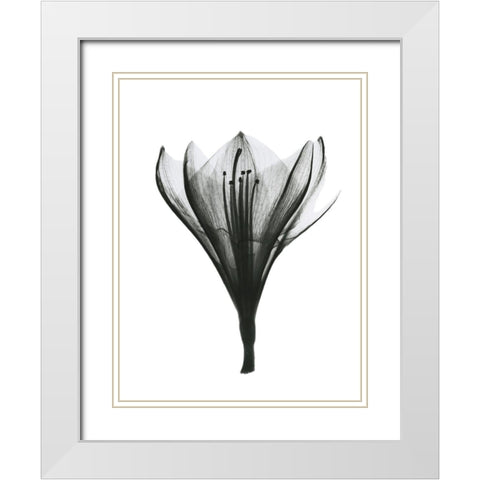 Blooming Nature White Modern Wood Framed Art Print with Double Matting by Koetsier, Albert