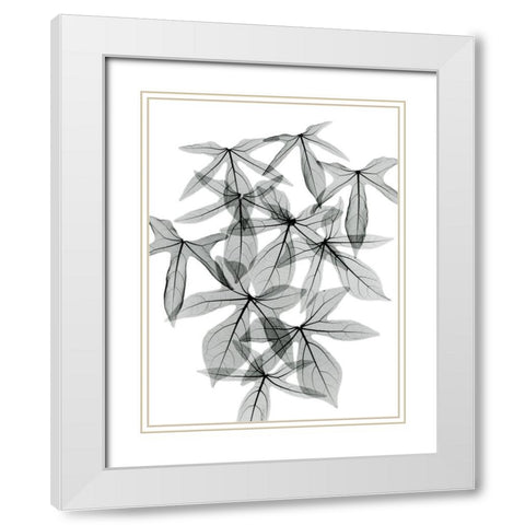 Aralia White Modern Wood Framed Art Print with Double Matting by Koetsier, Albert