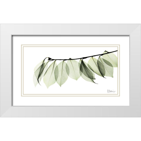 Camelia Leaf In White White Modern Wood Framed Art Print with Double Matting by Koetsier, Albert