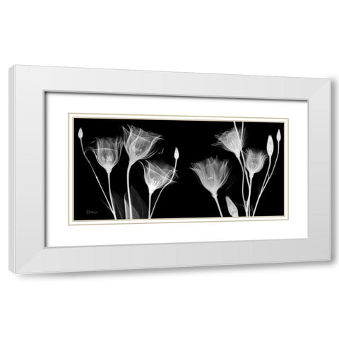 BW Gentian White Modern Wood Framed Art Print with Double Matting by Koetsier, Albert