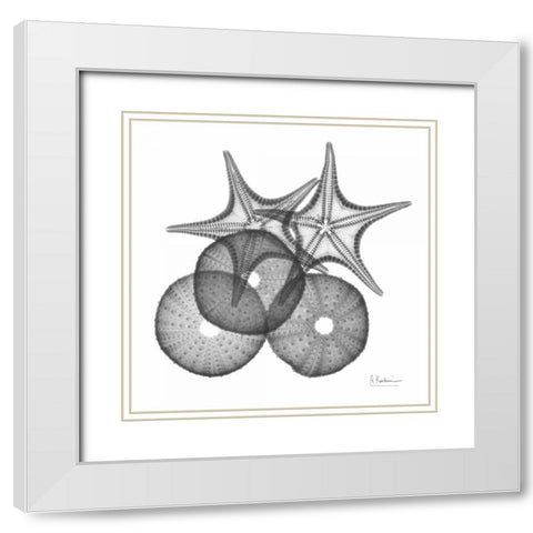 Sea Urchin and Starfish White Modern Wood Framed Art Print with Double Matting by Koetsier, Albert