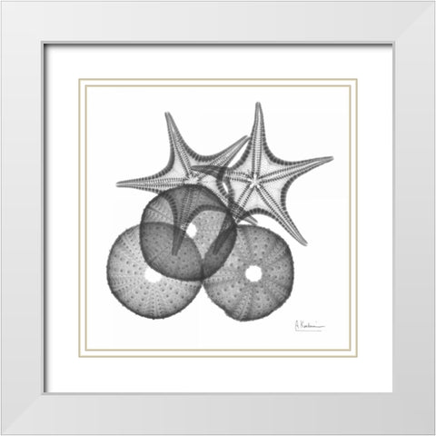 Sea Urchin and Starfish White Modern Wood Framed Art Print with Double Matting by Koetsier, Albert