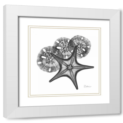 Starfish and Sand Dollar White Modern Wood Framed Art Print with Double Matting by Koetsier, Albert