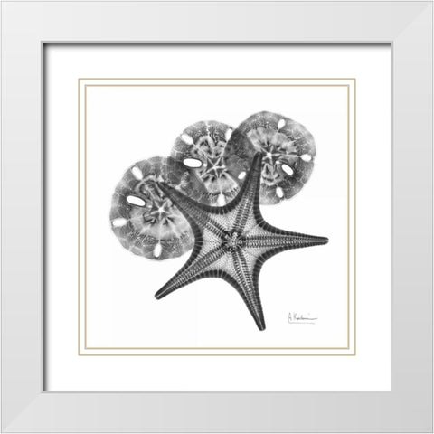 Starfish and Sand Dollar White Modern Wood Framed Art Print with Double Matting by Koetsier, Albert