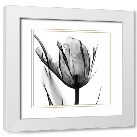 High Contrast Tulip White Modern Wood Framed Art Print with Double Matting by Koetsier, Albert