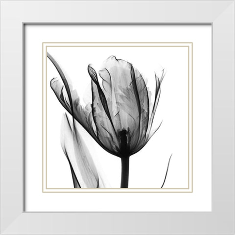 High Contrast Tulip White Modern Wood Framed Art Print with Double Matting by Koetsier, Albert