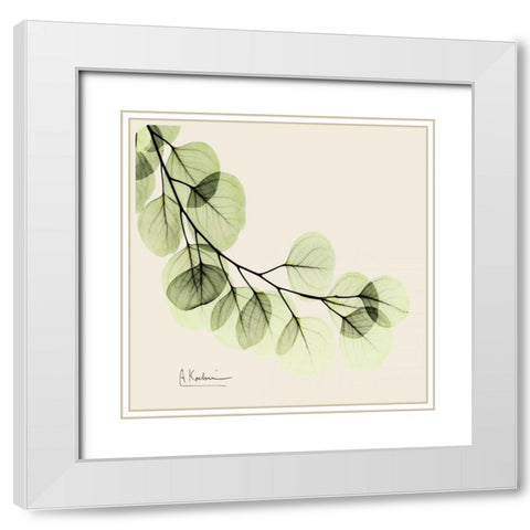 Eucalyptus White Modern Wood Framed Art Print with Double Matting by Koetsier, Albert