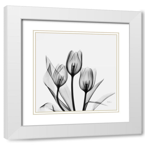 Tulips White Modern Wood Framed Art Print with Double Matting by Koetsier, Albert