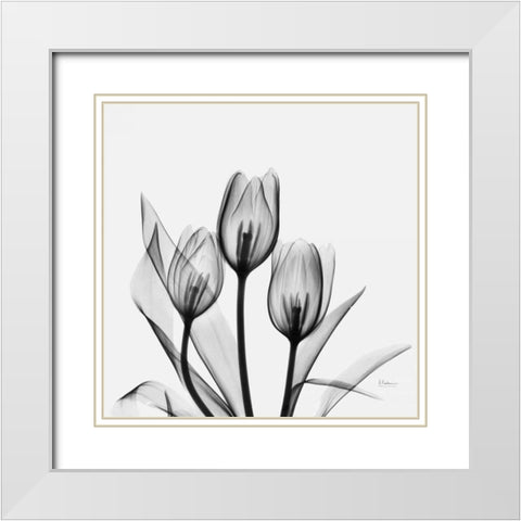 Tulips White Modern Wood Framed Art Print with Double Matting by Koetsier, Albert