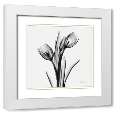 Tulips White Modern Wood Framed Art Print with Double Matting by Koetsier, Albert