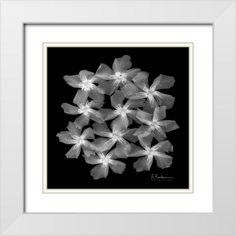 Oleander X-Ray White Modern Wood Framed Art Print with Double Matting by Koetsier, Albert