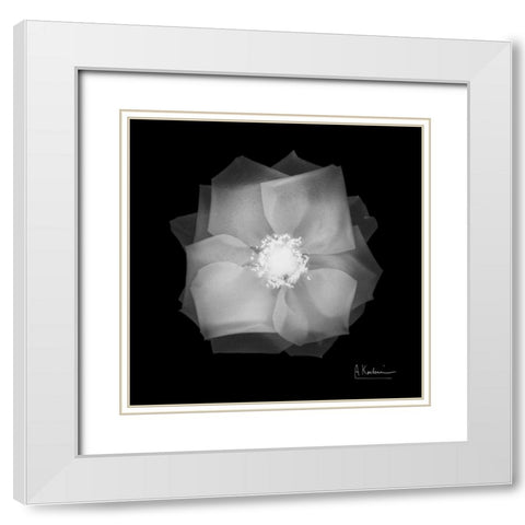 Rose Petals 2 White Modern Wood Framed Art Print with Double Matting by Koetsier, Albert