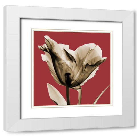 Red Luster Tulip White Modern Wood Framed Art Print with Double Matting by Koetsier, Albert