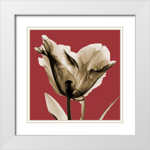 Red Luster Tulip White Modern Wood Framed Art Print with Double Matting by Koetsier, Albert