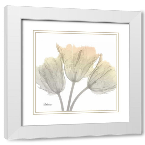 Sunday Morning Tulips White Modern Wood Framed Art Print with Double Matting by Koetsier, Albert